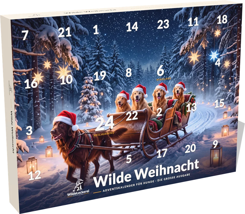 Adventskalender Wilde Weihnacht für Hunde, große Ausgabe: fünf Hunde auf Schlittenfahrt im verschneiten Wald